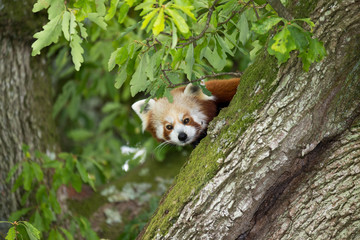 Red Panda Peering From Branch
