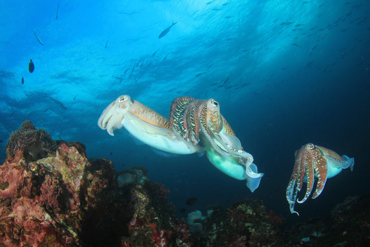 Pharaoh Cuttlefish