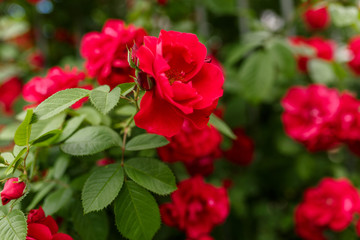 Red natural roses, red flower background, valentine day