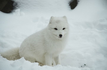 Obraz na płótnie Canvas Arctic Fox Sitting