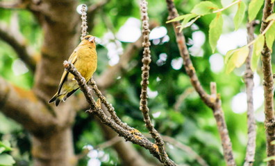 close up image of a European greenfinch in a New Zealand garden with copy space.