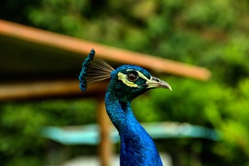 Pavo real 