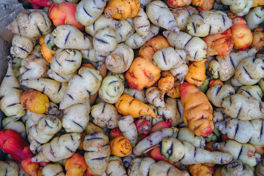 Colorful orange and yellow roots of Mashua (Tropaeolum tuberosum), an Andean vegetable, at a French farmers market 