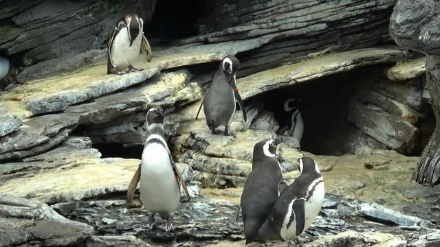 Penguins black and white family among the rocks