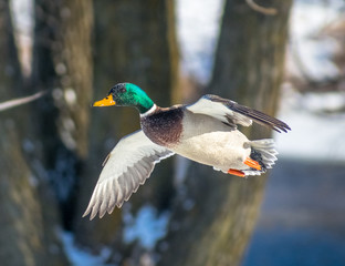Obraz premium Male Mallard Flying