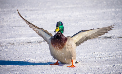 Male Mallard On Snow With Wings Open