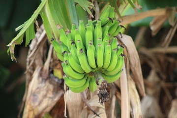 green banana