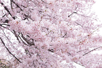 Cherry blossoms scene