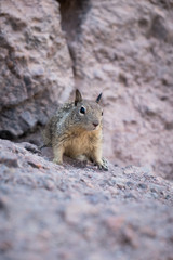 Naklejka na ściany i meble Squirrel standing on rocks