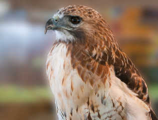 Hawk on Perch