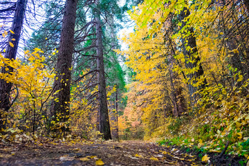 Fototapeta premium Hiking in Yosemite with fall foilage