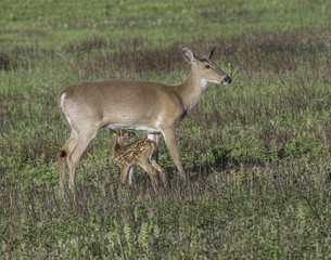 Whitetail doe and young fawn in a meadow.