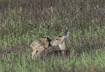 Whitetail doe and young fawn in a meadow.