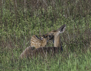 Whitetail doe and young fawn in a meadow.