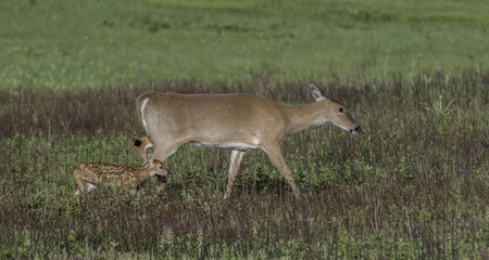 Whitetail doe and young fawn in a meadow.