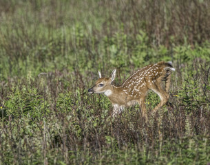 Whitetail doe and young fawn in a meadow.