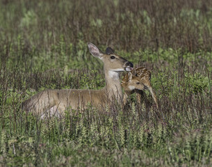 Naklejka na ściany i meble Whitetail doe and young fawn in a meadow.