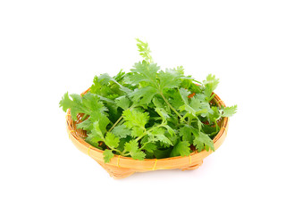 Coriander leaves isolated on white background.