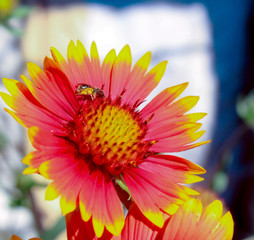 Gaillardia with spring insect collecting nectar