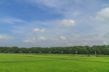 Fototapeta na wymiar 夏の佐倉の田園風景
