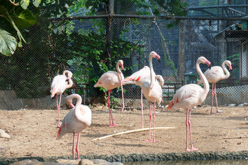 Group of flamingo.
