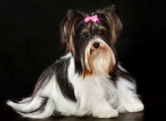 The Yorkshire Terrier on the black background