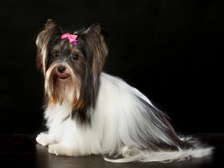 The Yorkshire Terrier on the black background