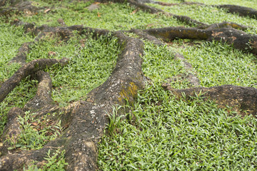 Obraz premium big tree roots