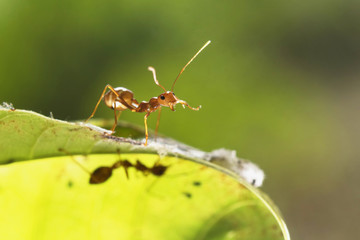 red ant walk on green leaf