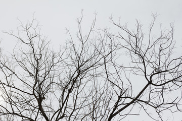 Dead tree in overcast sky / concept halloween background.