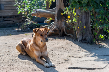 The dog sleeps relax in front of house at countryside to relieve cold in winter