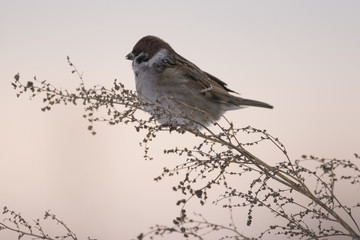 House sparrow in the wild extracts food