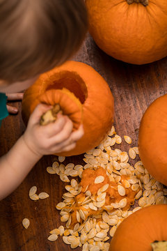 A toddler looking inside of a pumpkin