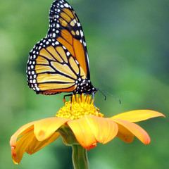 Toronto High Park Monarch on Mexican Sunflower 2016