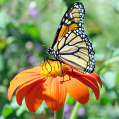 Toronto High Park Monarch on the Mexican Sunflower 2016