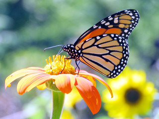 Toronto High Park the Monarch on the Mexican Sunflower 2016