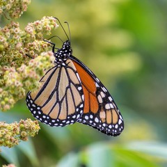 Monarch Butterfly in Reid State Park in Maine