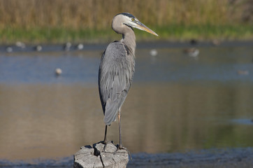 Great blue heron (Ardea herodias).