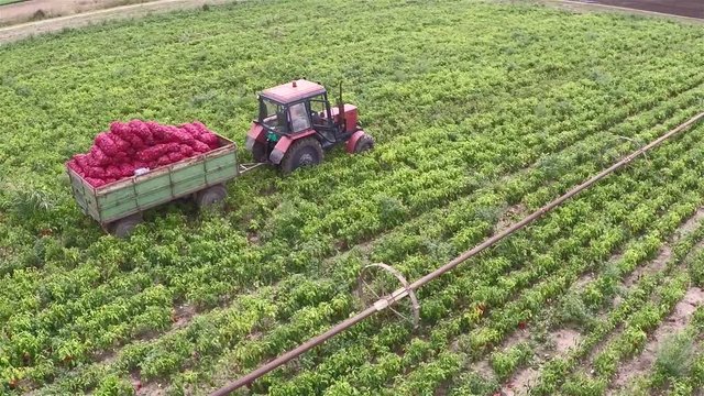 Tractor pulling full trailer of paprika from a field. Aerial footage.