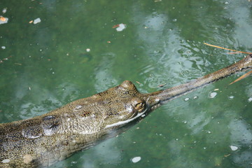 Gharial in the River 