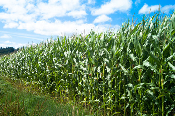 Fields of maize