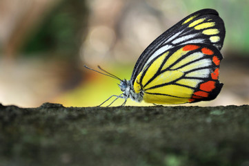 butterflies