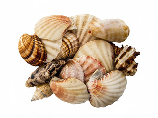 Sea shells in group