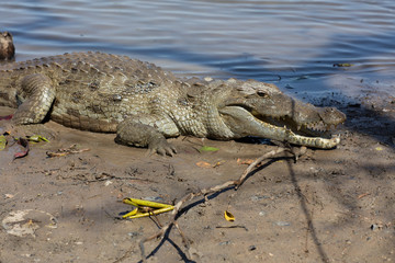 sacred crocodile, Burkina Faso