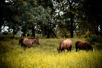 Fototapeta premium horses