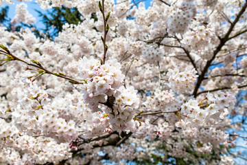 Blooming Cherry blossoms in Zhongshan Park in Spring, Qingdao, China. Every year Zhongshan park hosts the Cherry blossoms festival that attracts thousands of tourists