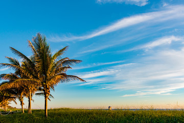 morning palm trees and grassy sand dunes at the beach with lighthouse and lifeguard stand in the background