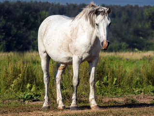Fototapeta premium The white horse on a free pasture looks afar.