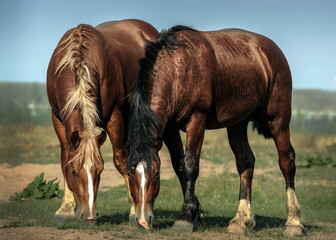 Fototapeta na wymiar Two horses were grazed freely on a meadow.