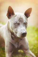 thai ridgeback dog outdoors